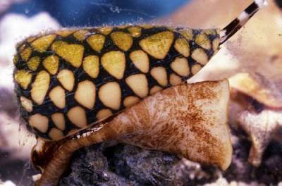 marbled-cone-snail
